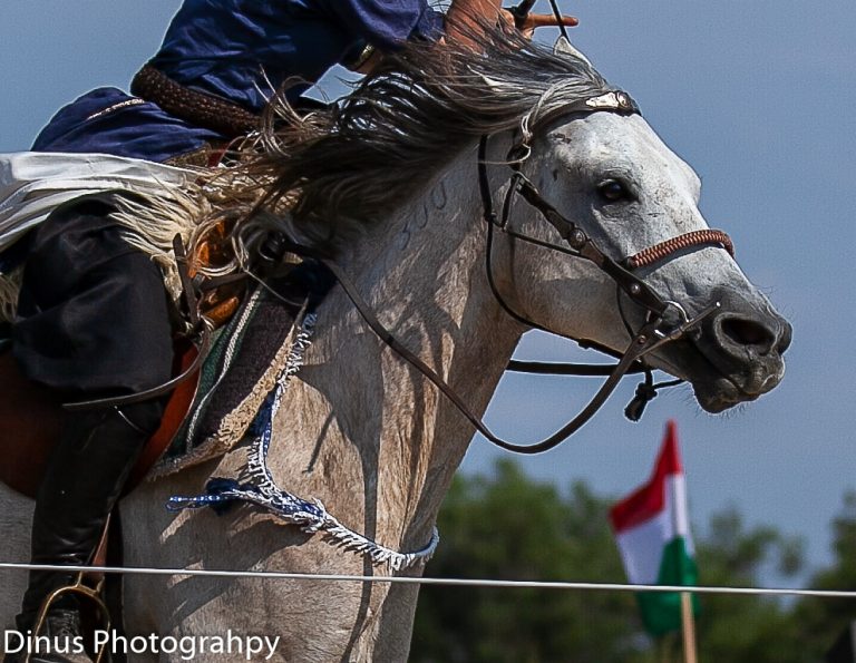 Man in traditional garb shooting arrow of horse
