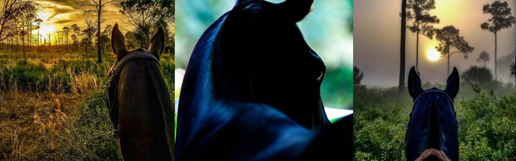 Animal Header Location Pages 1