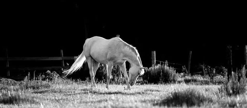 Black and White of Horse in Pasture