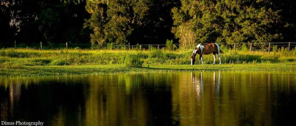 Pinto Horse in a Meadow