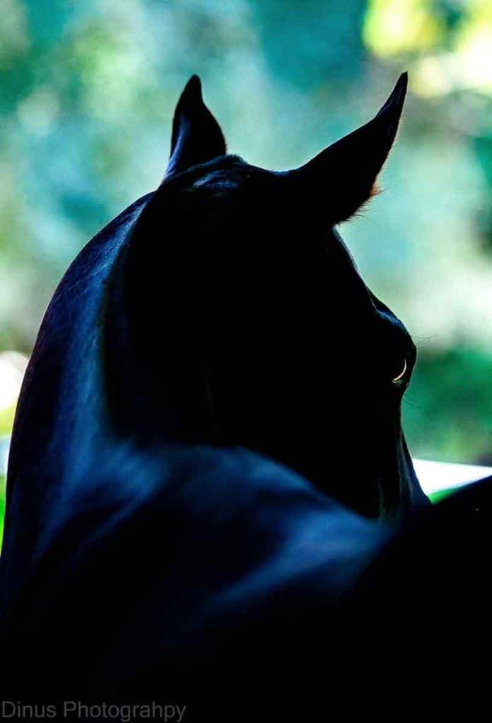 Sillouhette of a horse from behind